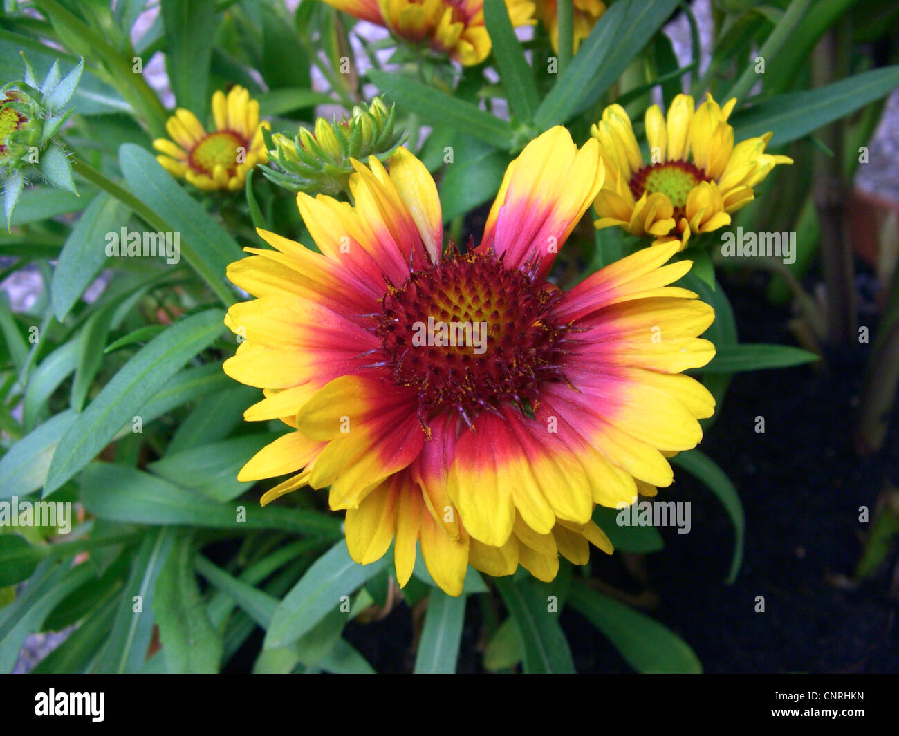 blanket flower, great blanket-flower (Gaillardia aristata 'Kobold', Gaillardia aristata Kobold), blooming Stock Photo