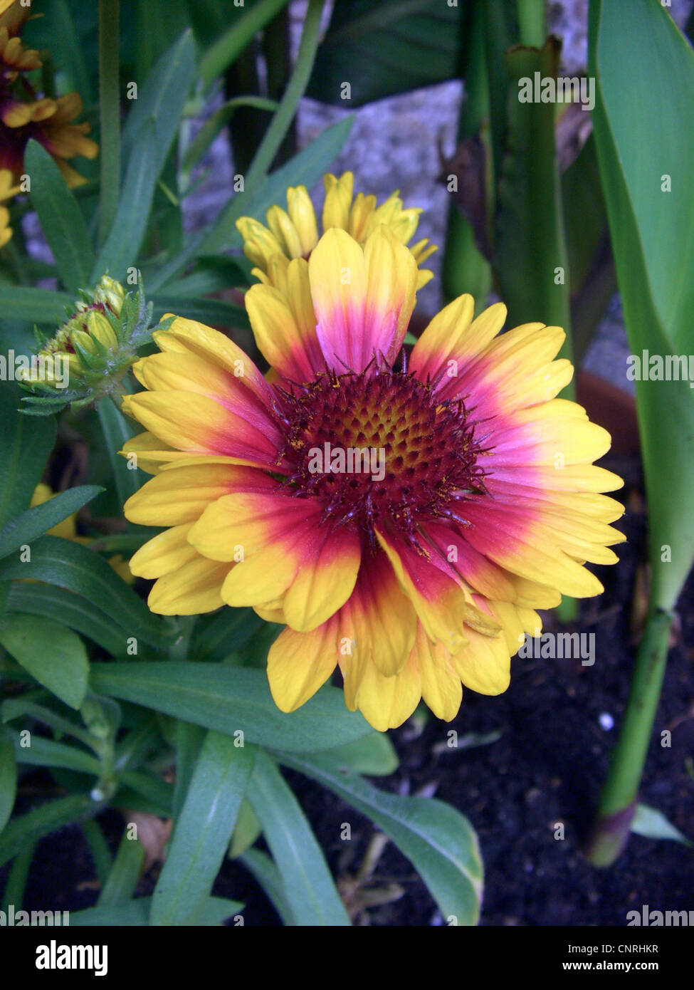 blanket flower, great blanket-flower (Gaillardia aristata 'Kobold', Gaillardia aristata Kobold), blooming Stock Photo