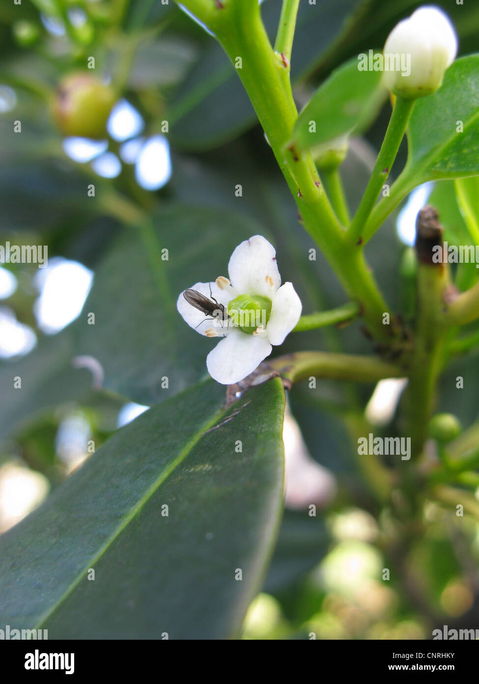 Small-leaved Holly, Canary Hollyhock (Ilex canariensis), flower with fly, endemic to Macaronesia, Canary Islands, Tenerife Stock Photo