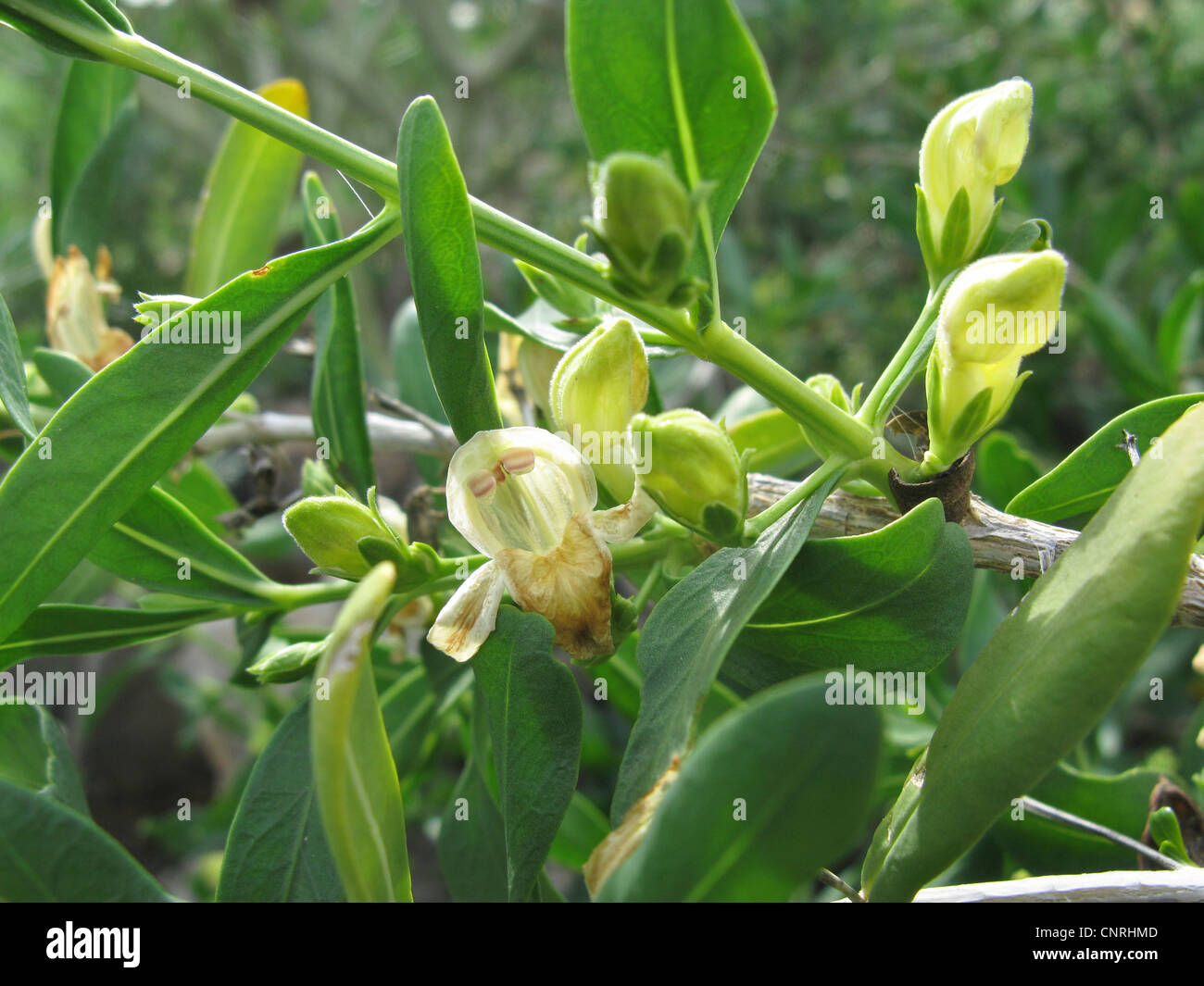 Justicia (Justicia hyssopifolia), flower and flowerbuds, endemic to the Canary Islands, Canary Islands, Tenerife Stock Photo