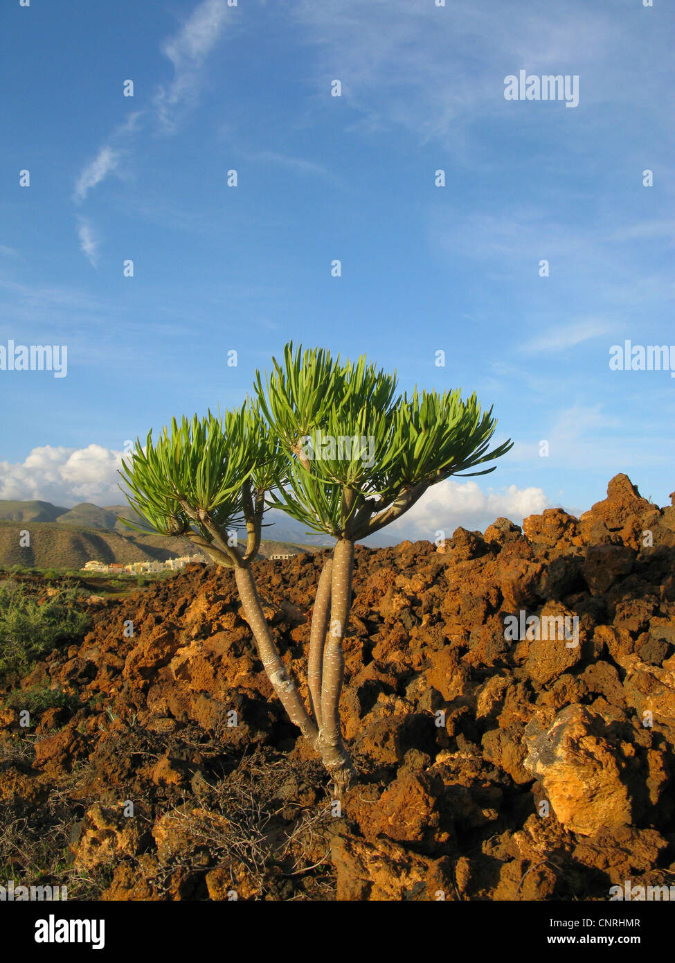 Verode, Berode  (Kleinia neriifolia, Senecio kleinia), on volcanic rock, Canary Islands, Tenerife Stock Photo