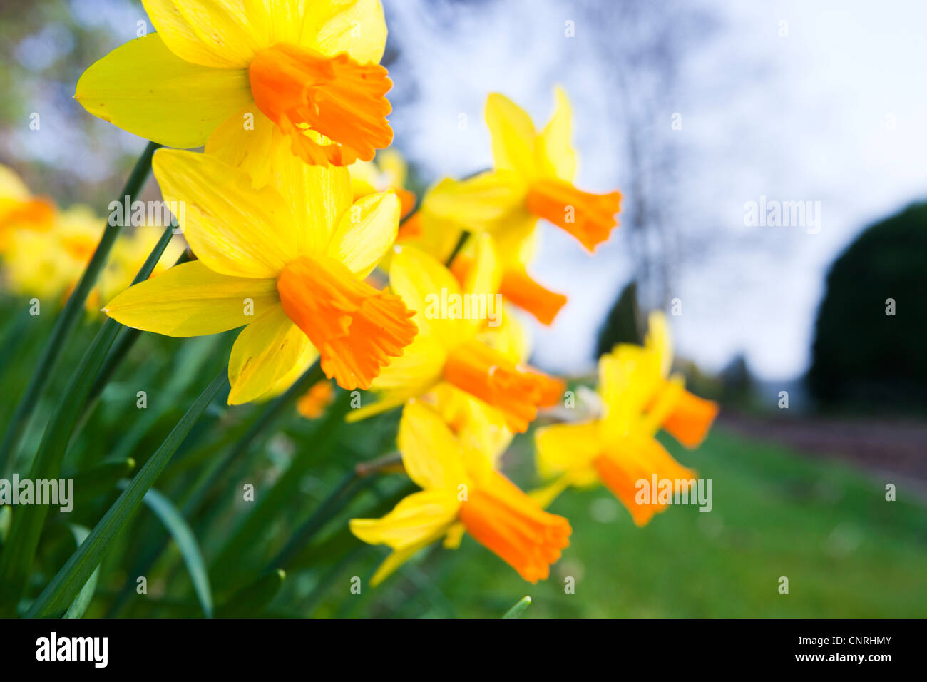 Daffodils in Holehird Gardens, Windermere, Lake District, UK. Stock Photo