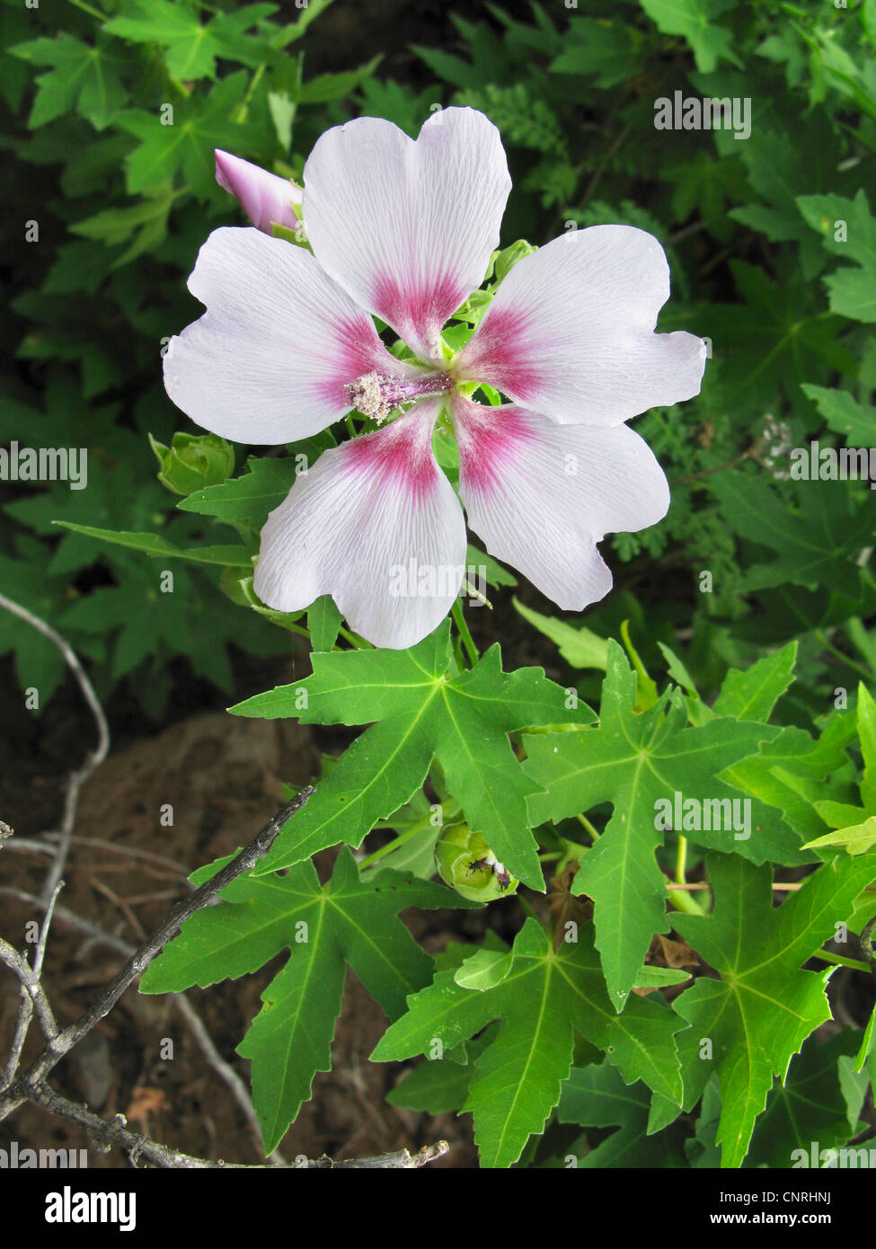 Maple-leaf mallow (Lavatera acerifolia), blooming, endemic to the Canary Islands, Canary Islands, Tenerife Stock Photo