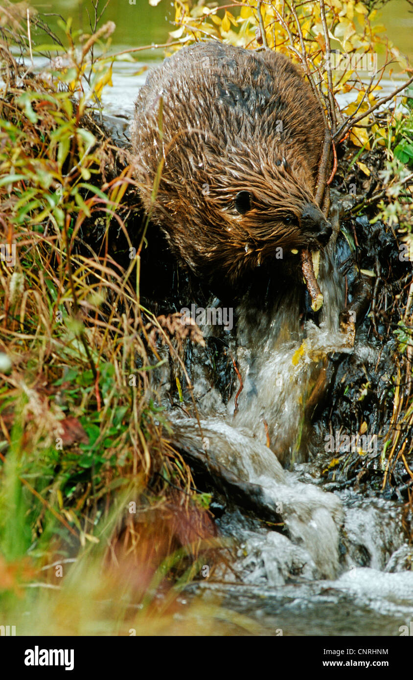 North American beaver, Canadian beaver (Castor canadensis), building a ...