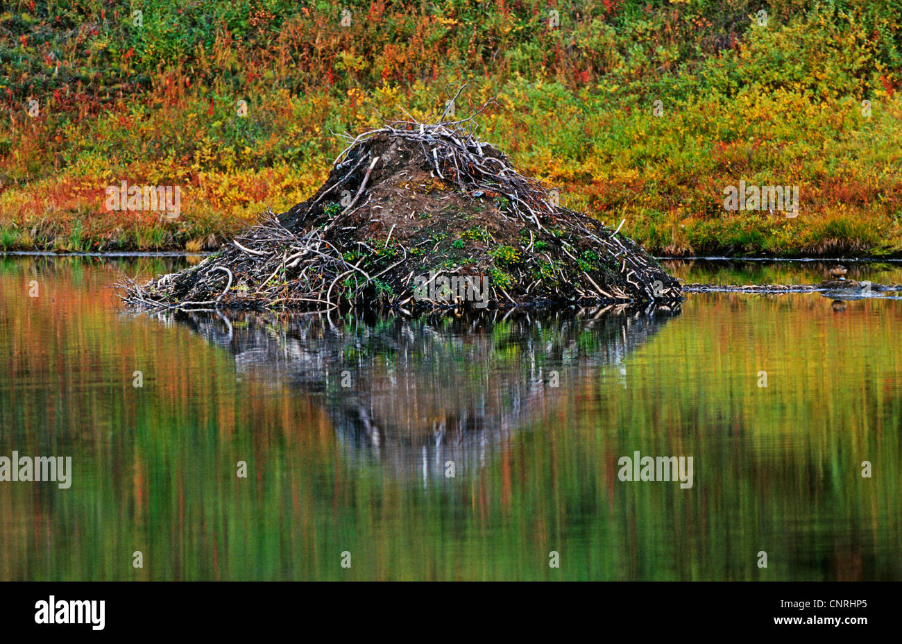North American beaver, Canadian beaver (Castor canadensis), beaver dam