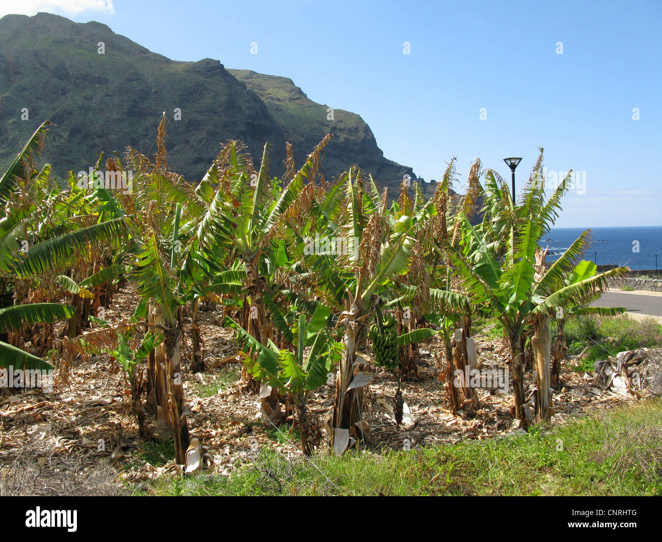 banana (Musa paradisiaca, Musa x paradisiaca), banana plantation in the nothwest, Canary Islands, Tenerife, Playa Arenosa Stock Photo
