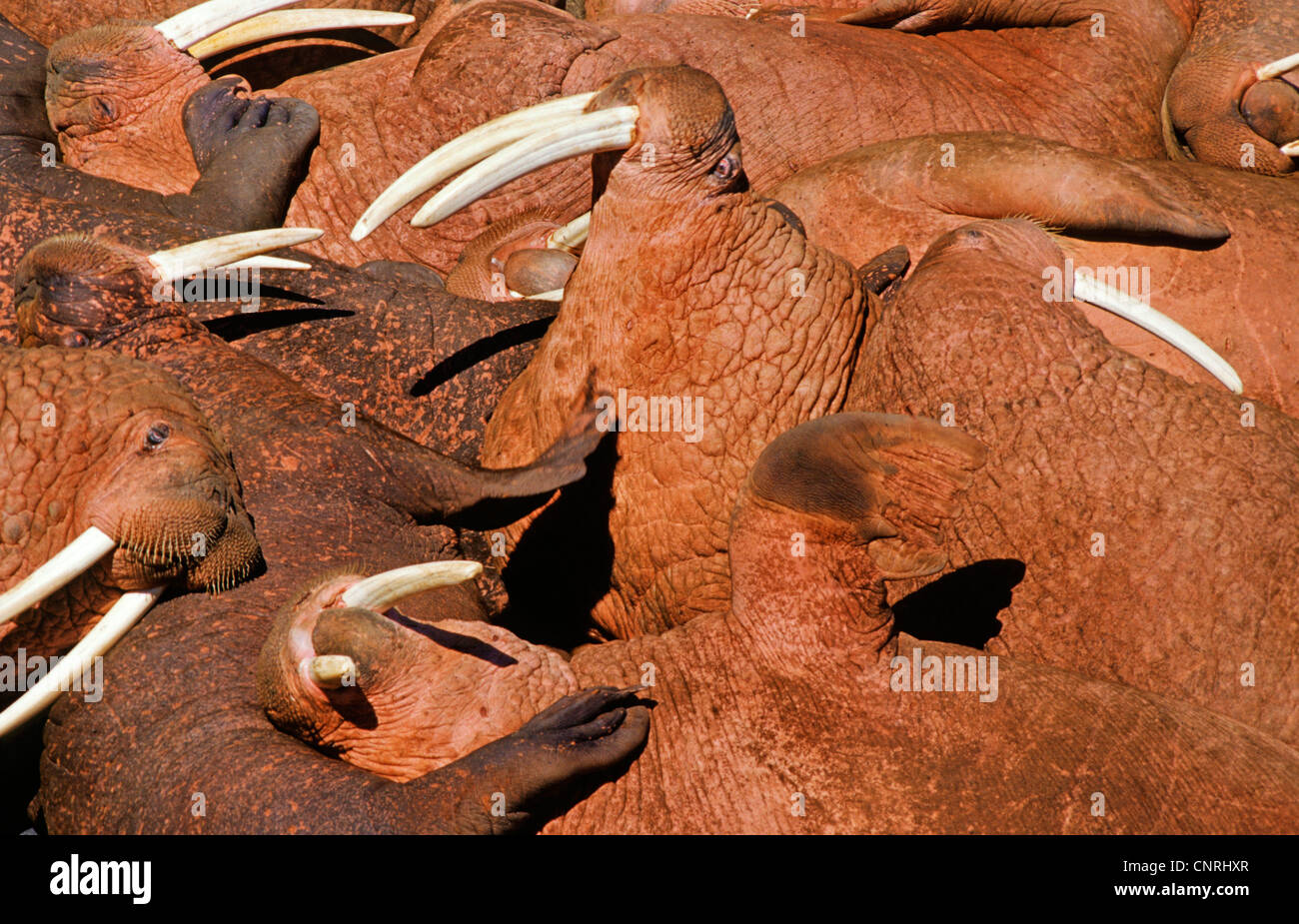 walrus (Odobenus rosmarus), colony, USA, Alaska, Beringsee Stock Photo