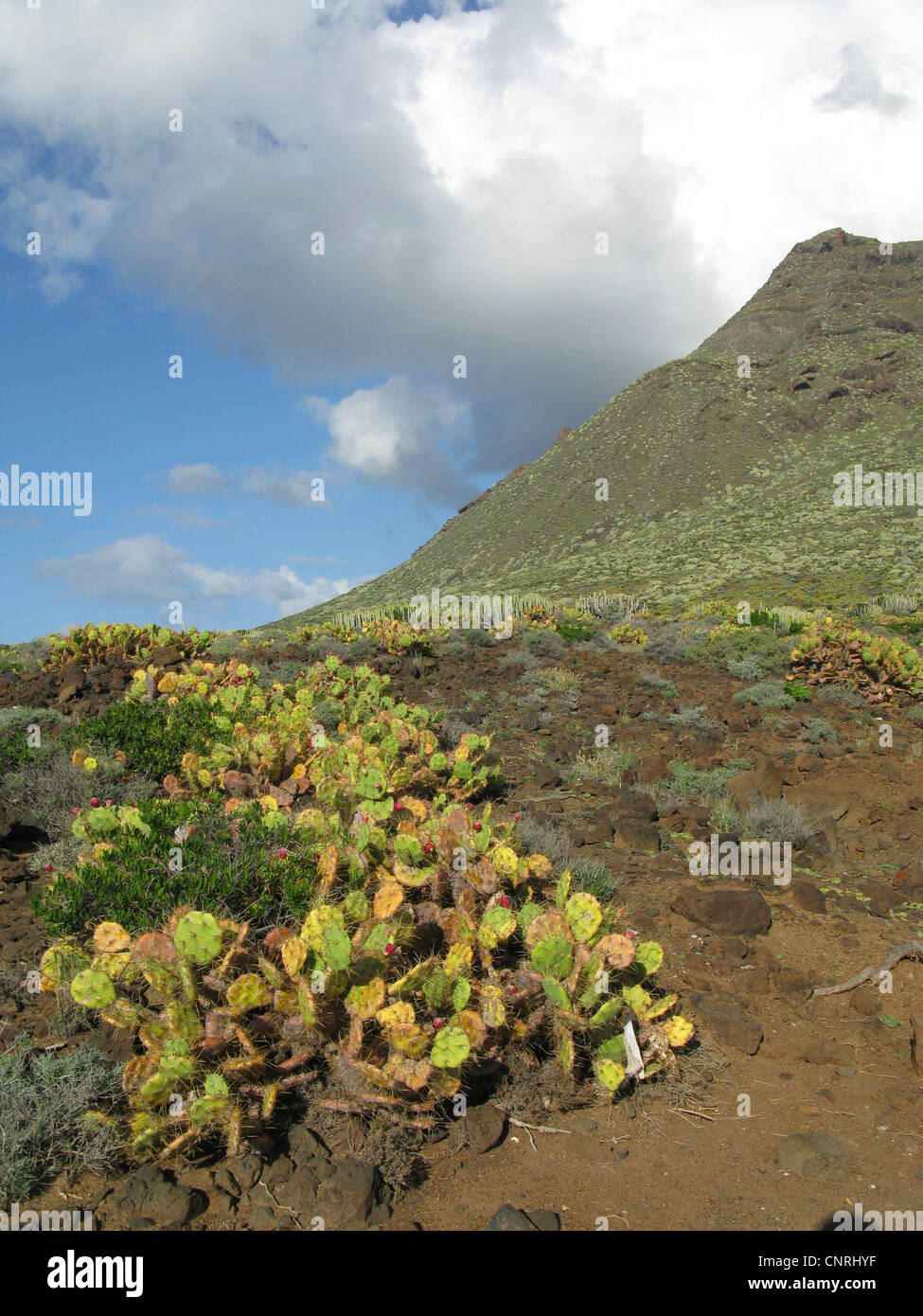 Prickly Pear (Opuntia dillenii), naturalized in the succulent shrub in the west, Canary Islands, Tenerife, Faro de Teno Stock Photo