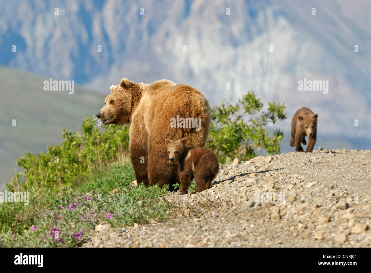brown bear, grizzly bear (Ursus arctos horribilis), female with twins, USA, Alaska, Denali Nationalpark Stock Photo