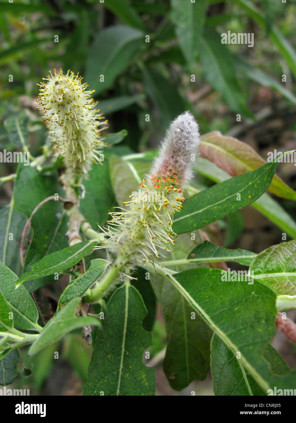 Canary Island willow, Canary Willow (Salix canariensis), male catkins, endemic to Macaronesia, Canary Islands, Tenerife Stock Photo