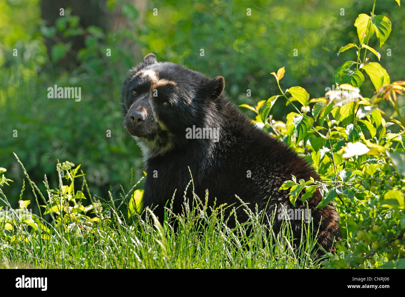 spectacled bear (Tremarctos ornatus), on meadow Stock Photo