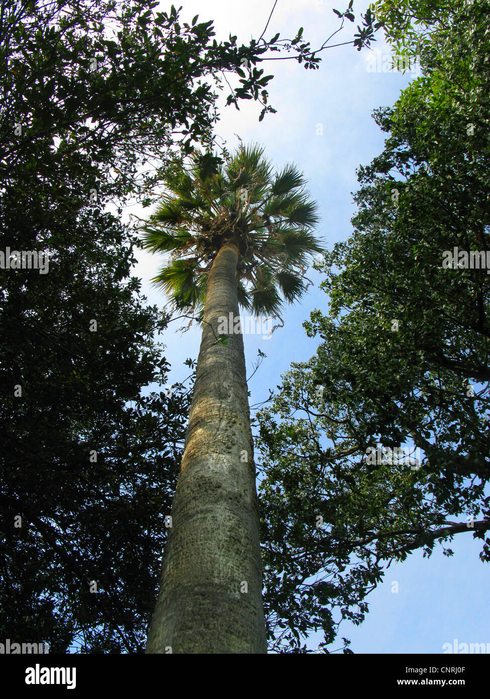 California fan palm, Petticoat Palm (Washingtonia filifera), single individual, worms eye view Stock Photo