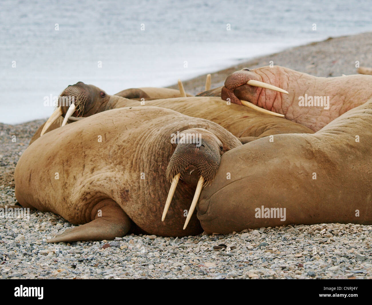 walrus (Odobenus rosmarus), group on the beach, Norway, Svalbard Stock Photo
