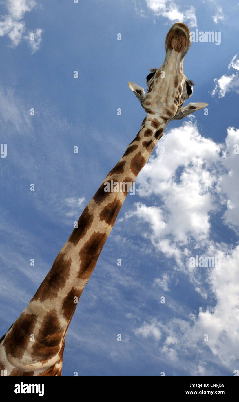 giraffe (Giraffa camelopardalis), portrait of a giraffe with its# long neck in front of blue sky Stock Photo