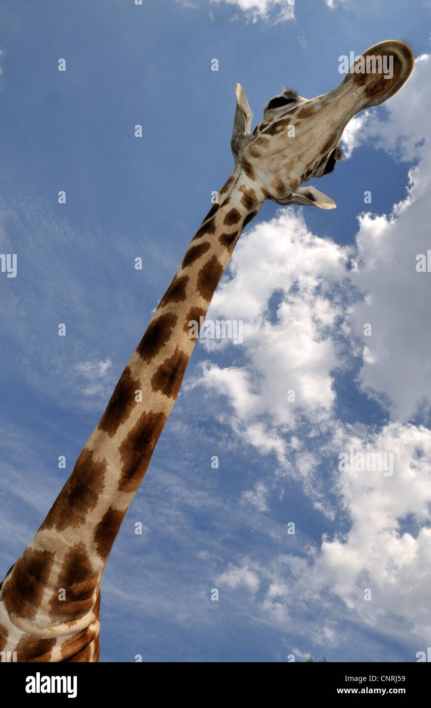 giraffe (Giraffa camelopardalis), portrait of a giraffe with its# long neck in front of blue sky Stock Photo