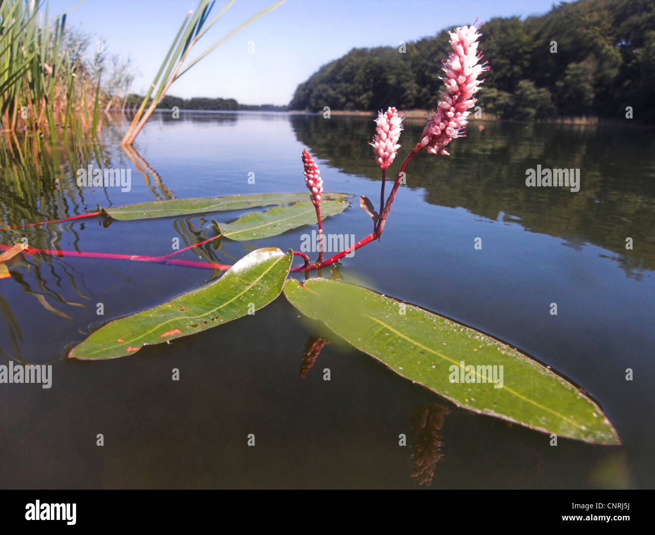 amphibious bistort (Persicaria amphibia, Polygonum amphibium), blooming with swimming leaves, Germany Stock Photo