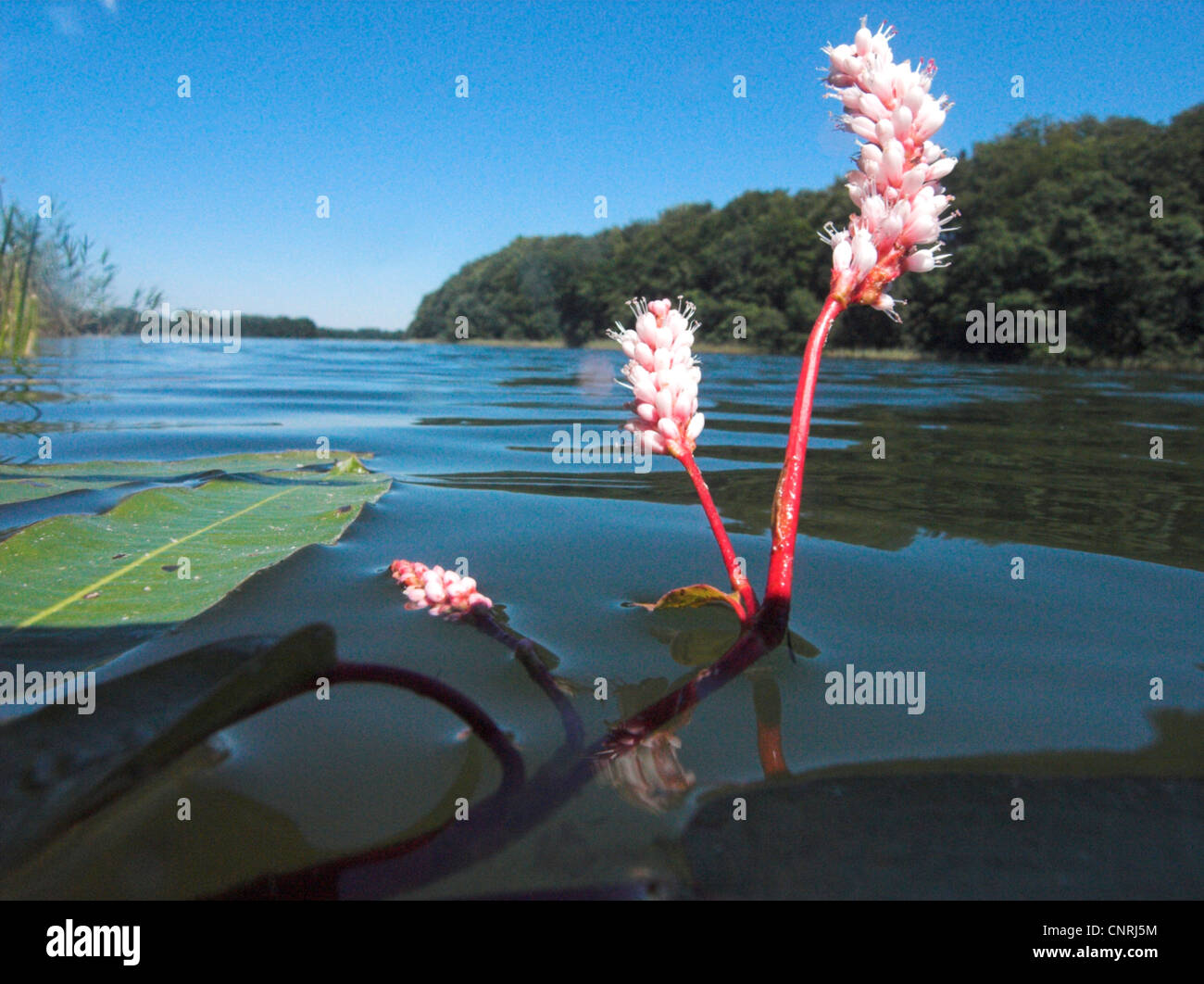 amphibious bistort (Persicaria amphibia, Polygonum amphibium), blooming with swimming leaves, Germany Stock Photo