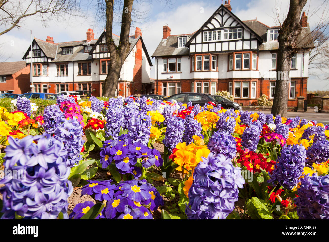 Expensive detached houses in Carlisle, Cumbria, UK, with a Spring flower bed Stock Photo Alamy