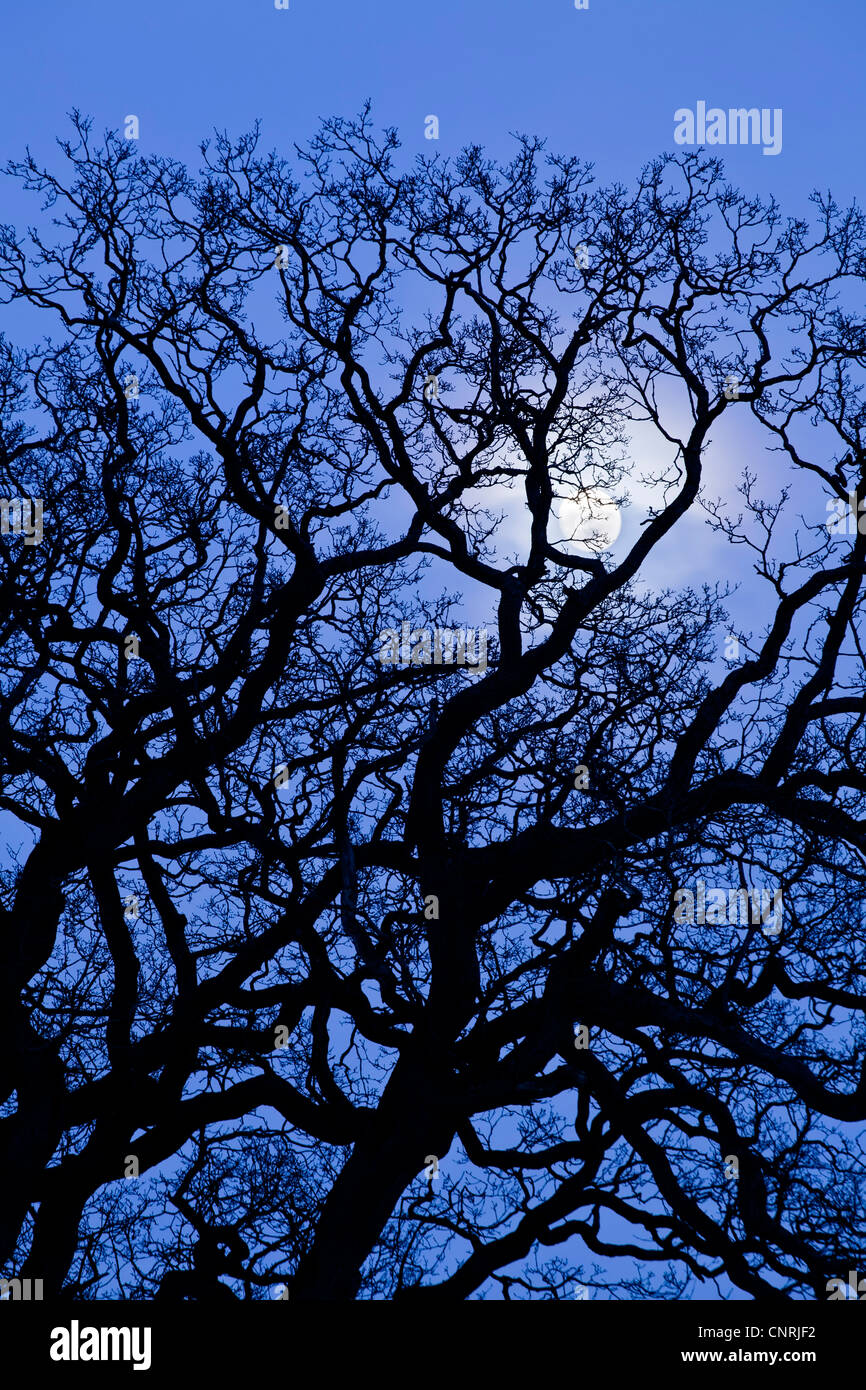 Moon behind tree in Studley Royal park near Ripon, North Yorkshire Stock Photo