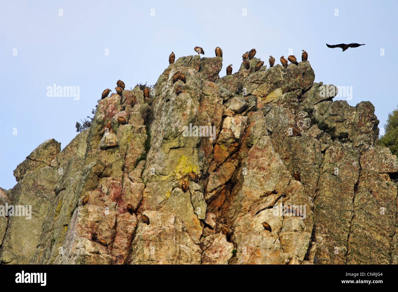 griffon vulture (Gyps fulvus), on the breeding rock, Spain, Extremadura Stock Photo