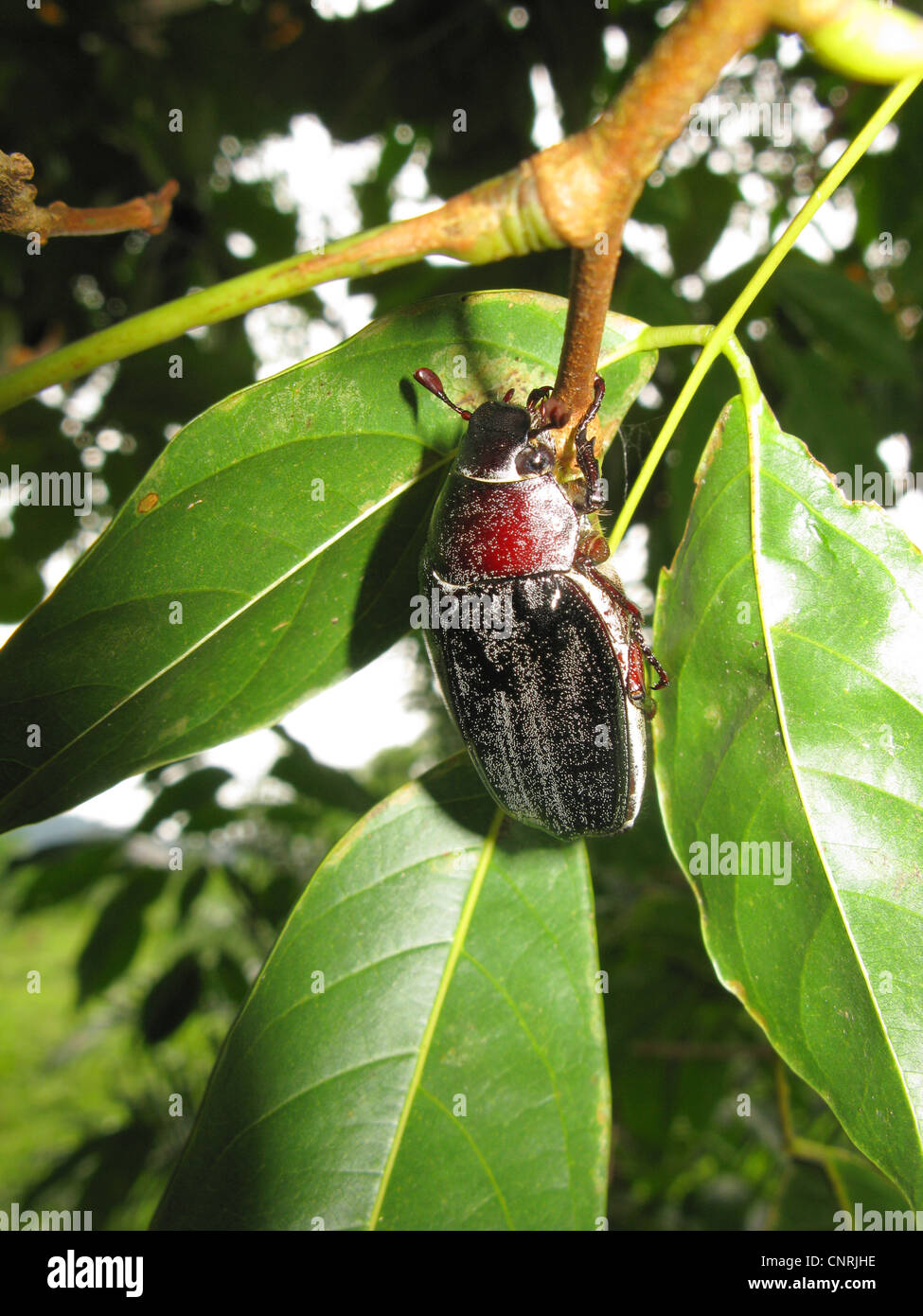 scarab beetles, lamellicorn beetles (dung beetles &amp; chafers) (Lamellicornia), climbs at a twig, Thailand, Phuket Stock Photo