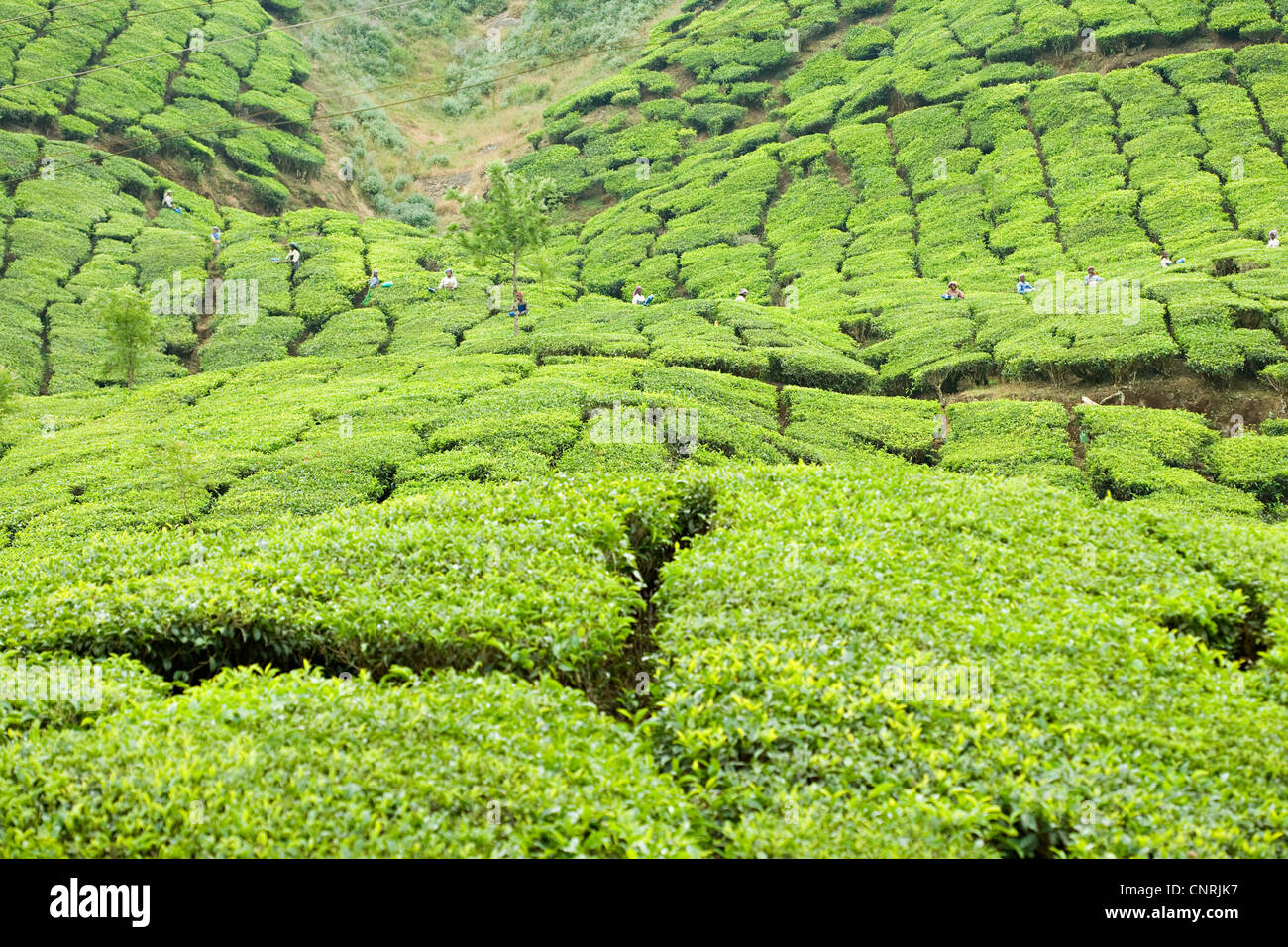 Tea plantation, India Stock Photo Alamy