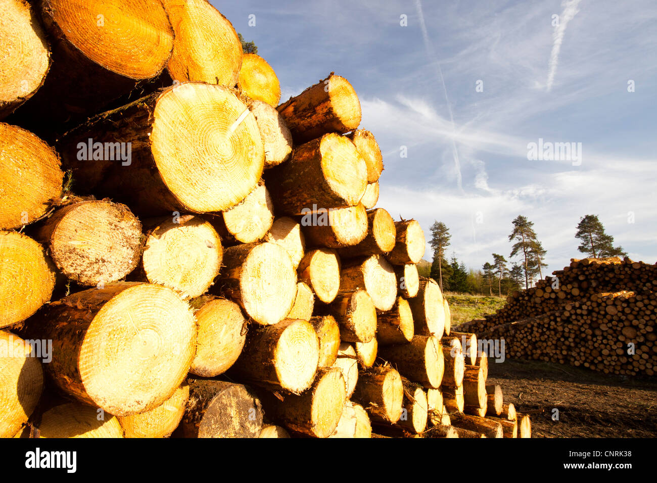 Logging on the slopes above Thirlmere, Lake District, UK. Stock Photo