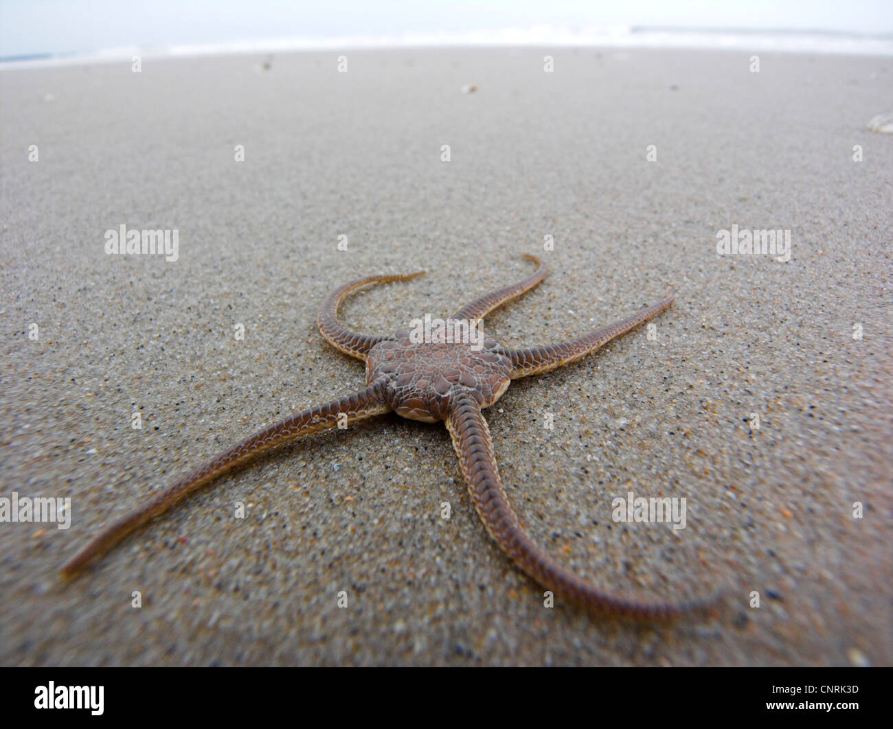 Serpent starfish High Resolution Stock Photography and Images Alamy