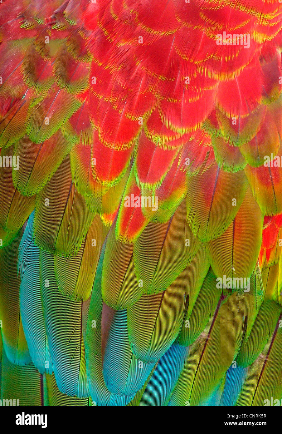 Patterns of feathers hires stock photography and images Alamy