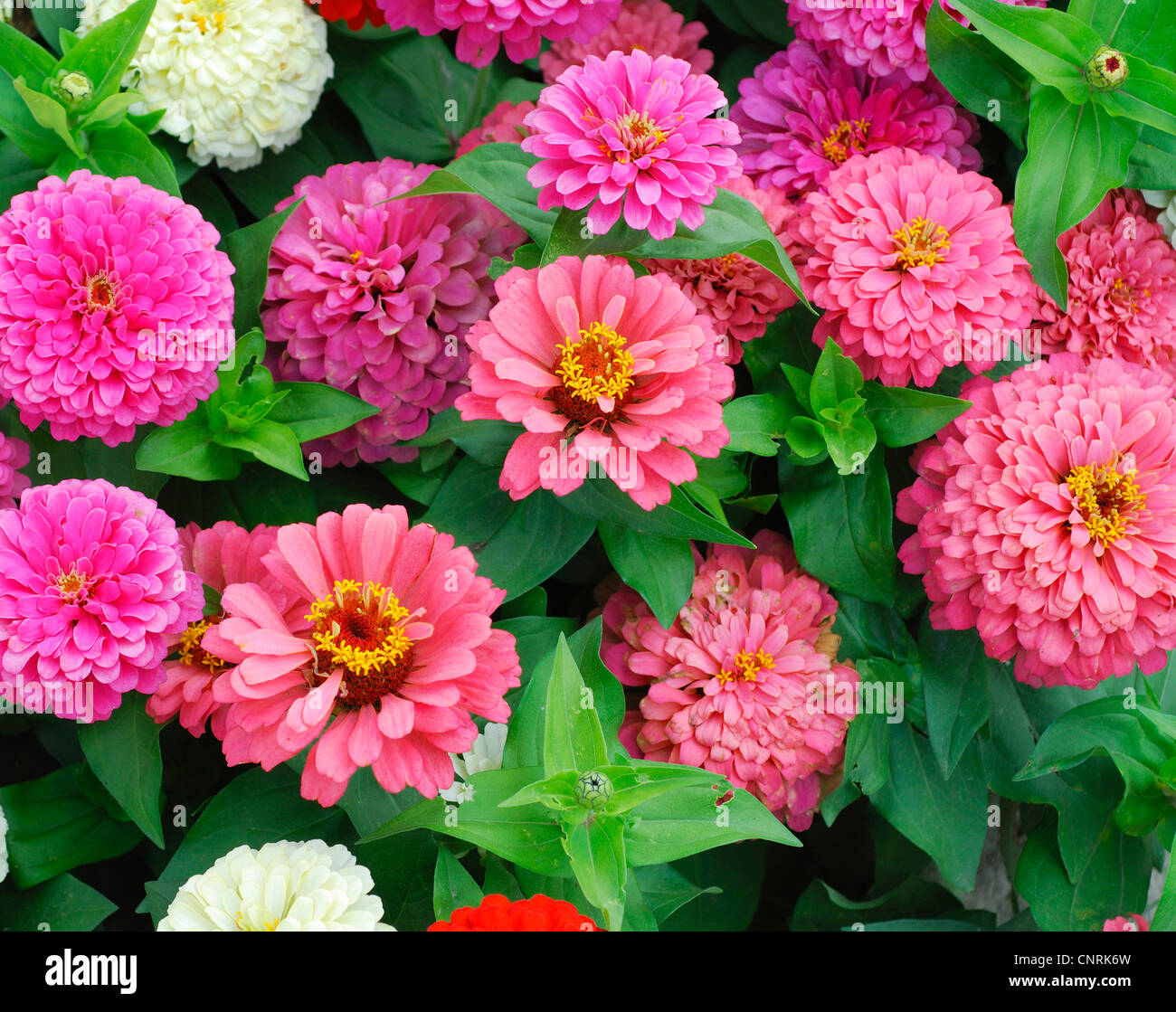 Zinnia, Youth-and-old age, Common Zinnia (Zinnia elegans), cultivar Dreamland Mix Stock Photo