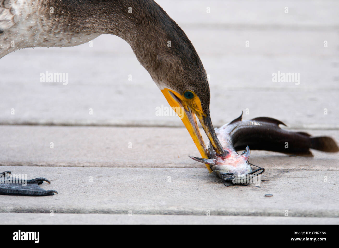 double-crested cormorant (Phalacrocorax auritus), with a captured catfisch on wooden boardwalk, USA, Florida, Everglades National Park Stock Photo