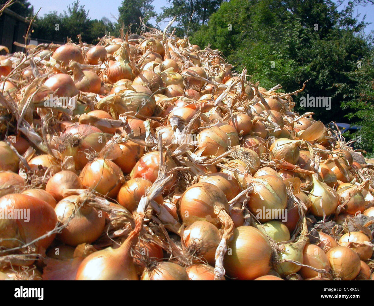 garden onion (Allium cepa), harvest in Holland, Netherlands Stock Photo