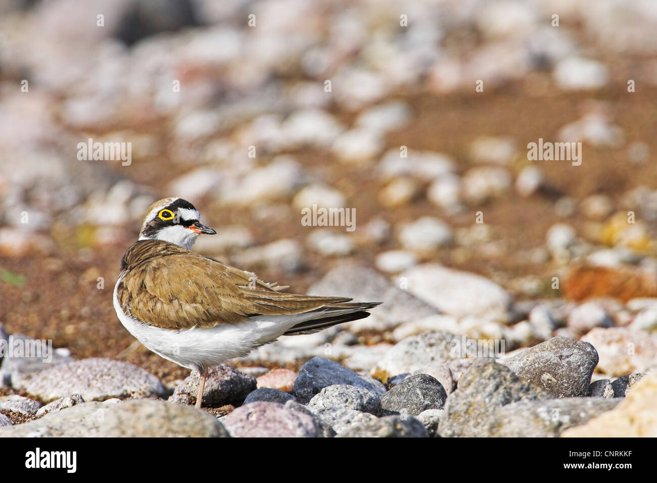 little ringed plover (Charadrius dubius), standing on graval, Greece Stock Photo