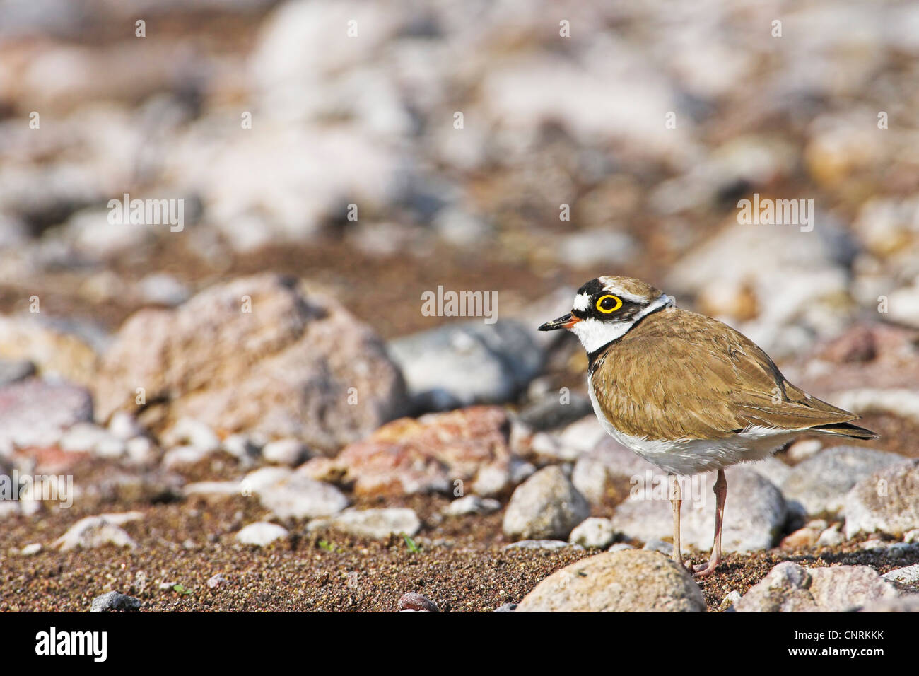 little ringed plover (Charadrius dubius), standing on graval, Greece Stock Photo