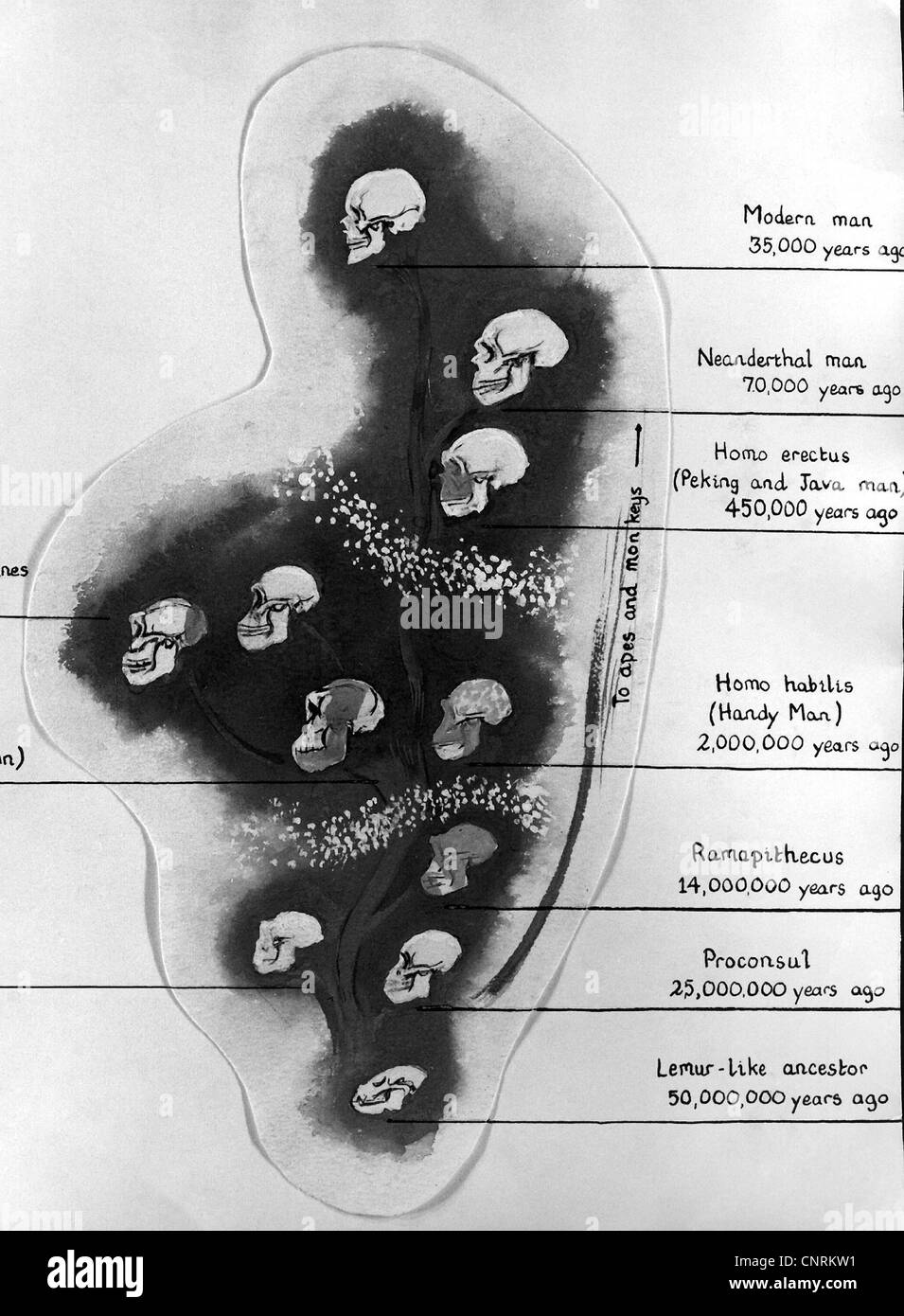 excavations, Africa, development of the human scull, drawing, excavation, anthropology, head, Kopf, Homo Sapiens, Erectus, Habilus, Ramapithecus, Proconsul, Lemur, Neanderthal Man, prehistoric men, ancestors, historic, historical, 20th century, Additional-Rights-Clearences-Not Available Stock Photo