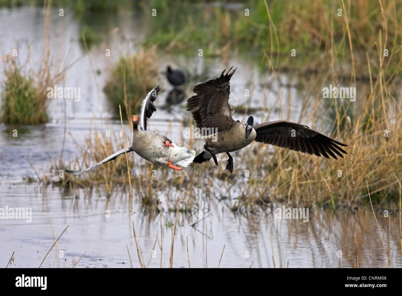 greylag goose (Anser anser), chased away by Canada Goose (Branta canadensis), Germany, Rhineland-Palatinate Stock Photo