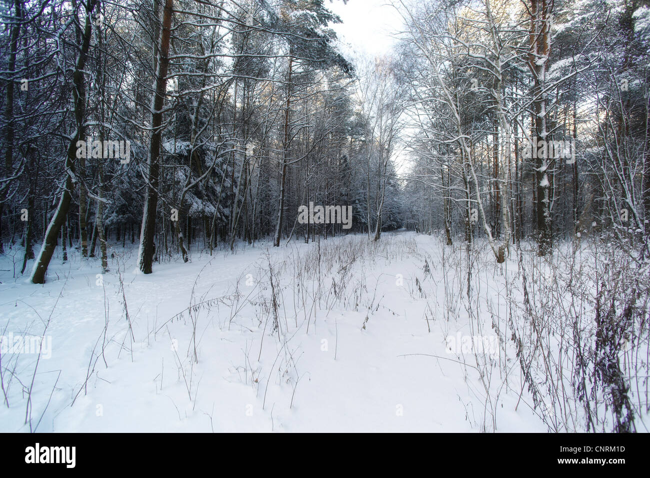 beautiful winter forest Stock Photo - Alamy