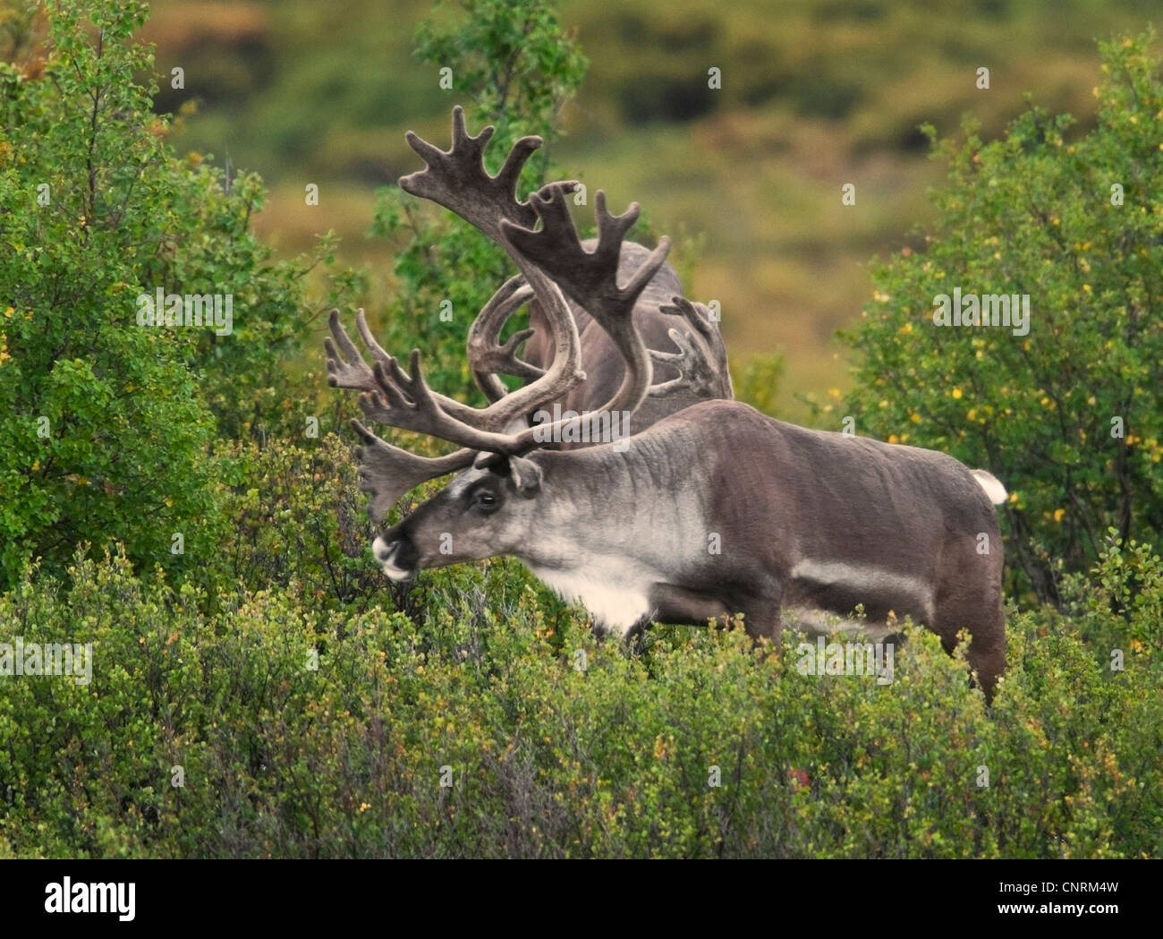 Caribou Bulls (Rangifer tarandus) with antlers in velvet feed on vegetation during the summer months in Alaska Stock Photo