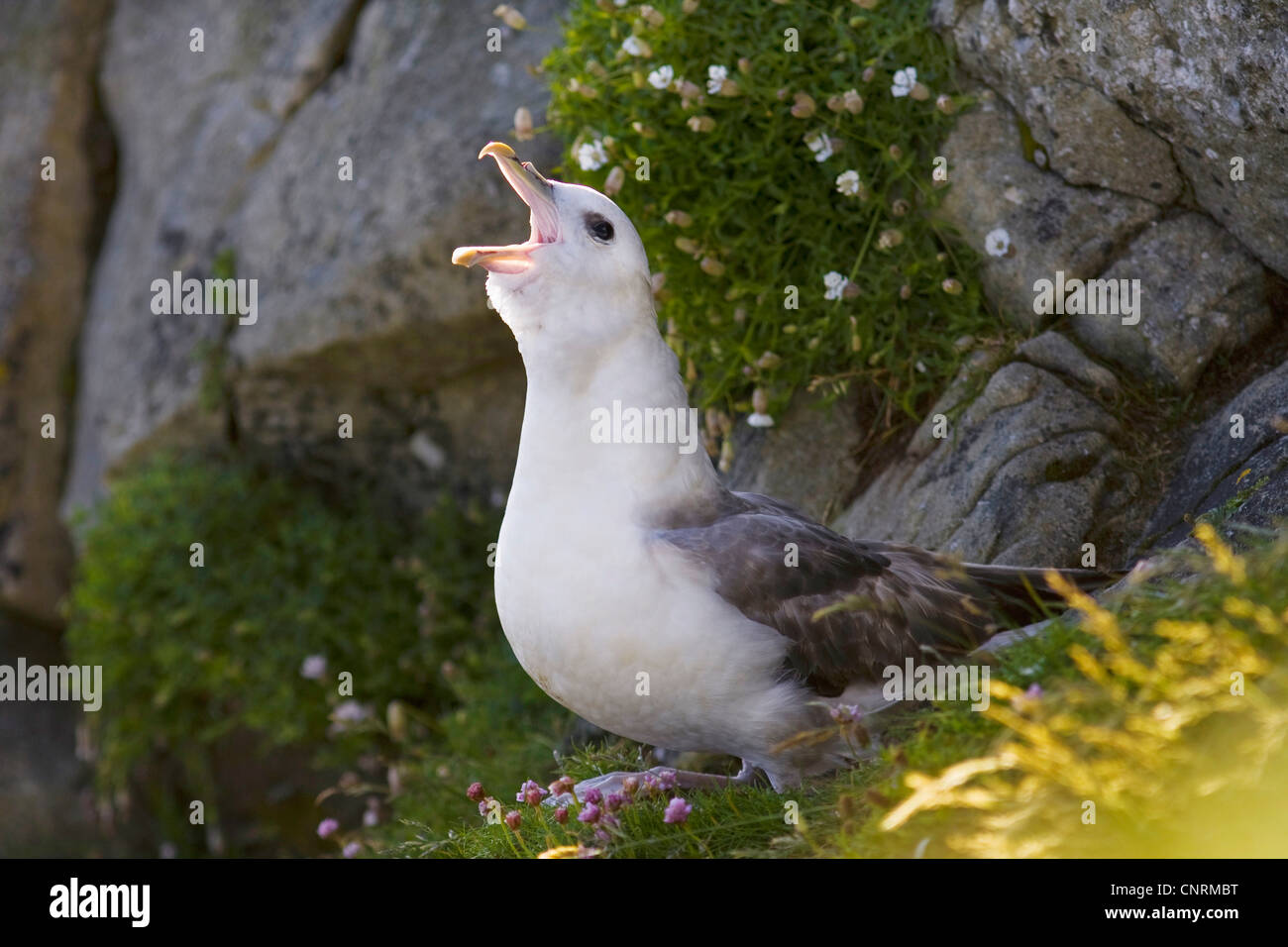 Fulmar (Fulmarus glacialis), sits on its' nest and calling vociferously, United Kingdom, Scotland, Shetland Islands, Fair Isle Stock Photo
