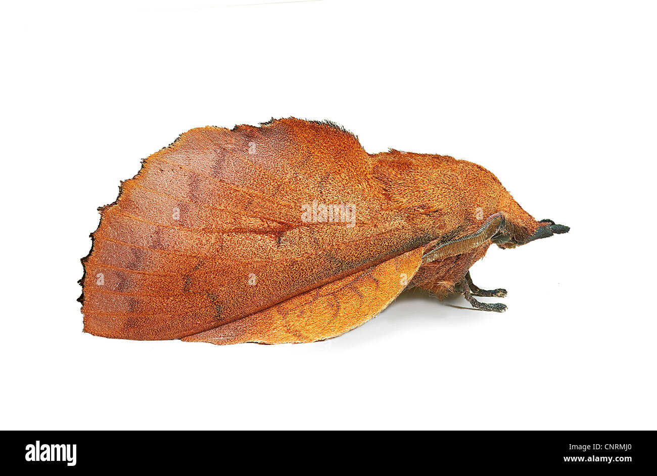 Lappet moth (Gastropacha quercifolia) Stock Photo