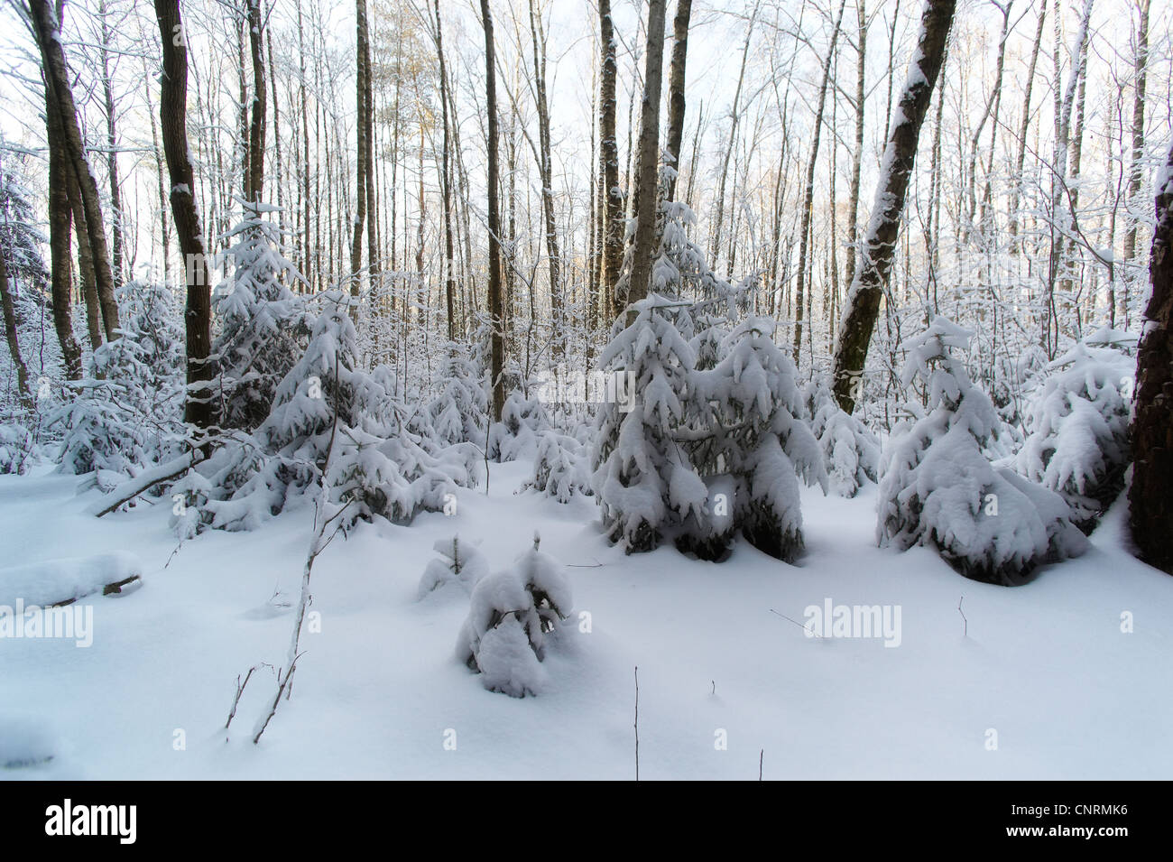 beautiful winter forest Stock Photo - Alamy