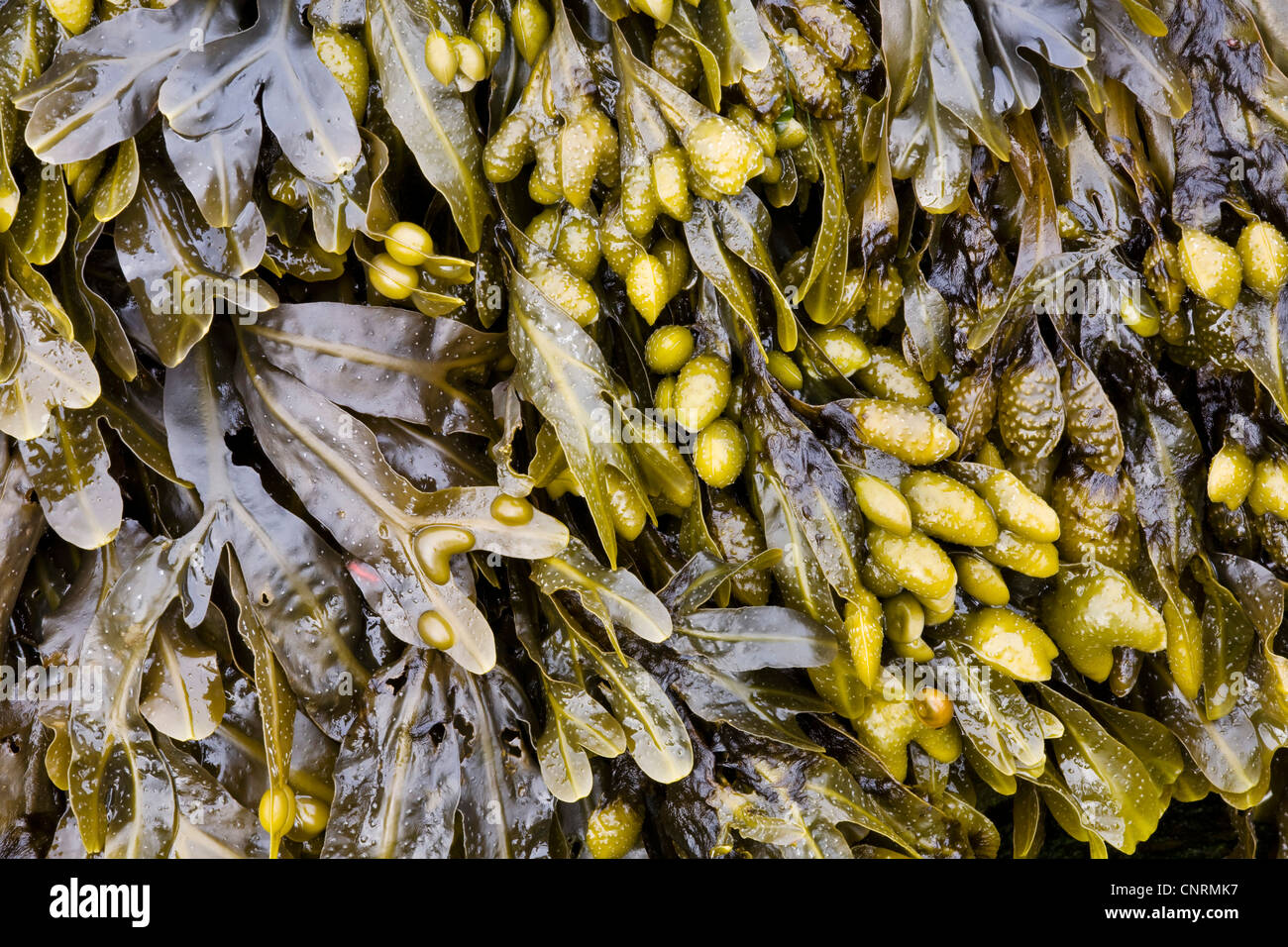 bladderwrack (Fucus vesiculosus), close-up, United Kingdom, Scotland, Shetland Islands, Fair Isle Stock Photo
