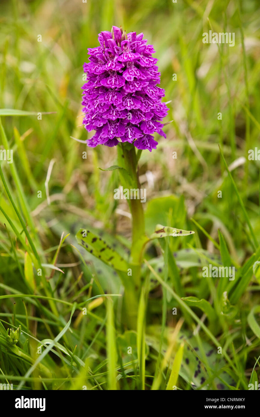 western marsh-orchid (Dactylorhiza majalis purpurella), flowering plant, United Kingdom, Scotland, Shetland Islands, Fair Isle Stock Photo