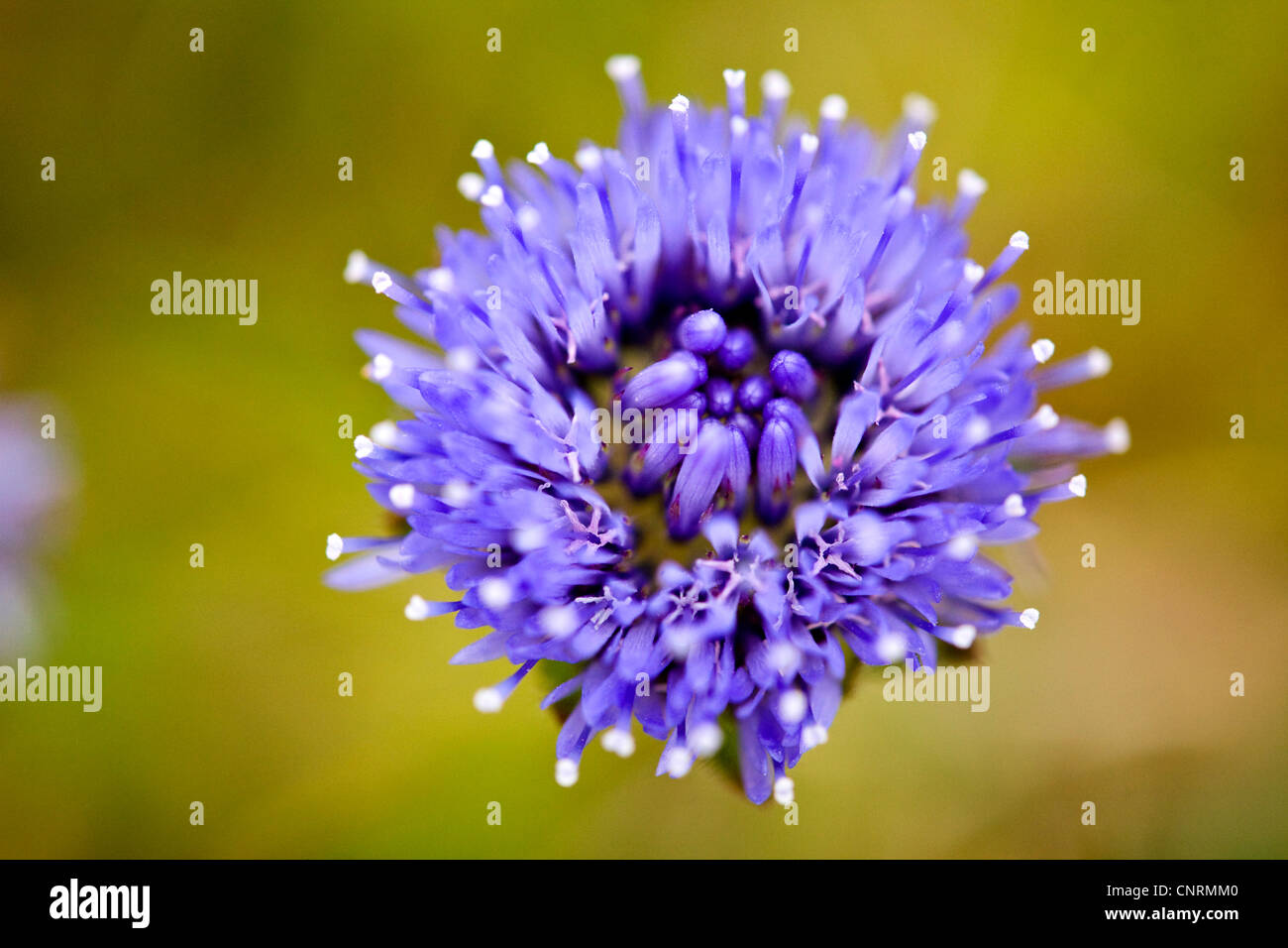 sheep's-bit, sheep's scabious (Jasione montana), from above, United Kingdom, Scotland, Shetland Islands, Fair Isle Stock Photo