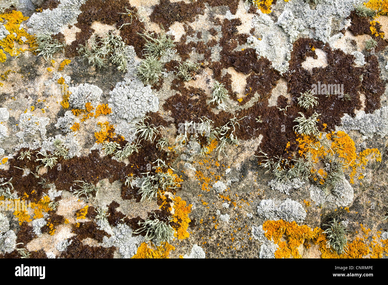 rocks with lichens, United Kingdom, Scotland, Shetland Islands, Fair Isle Stock Photo