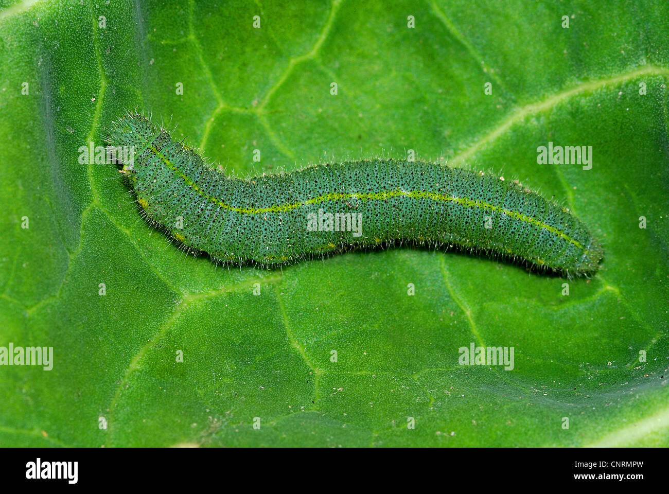 Caterpillar of cabbage white (Pieris rapae) Stock Photo