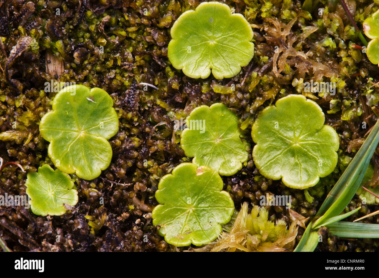 Marsh Pennywort (Hydrocotyle vulgaris), leaves, United Kingdom, Scotland, Shetland Islands, Fair Isle Stock Photo