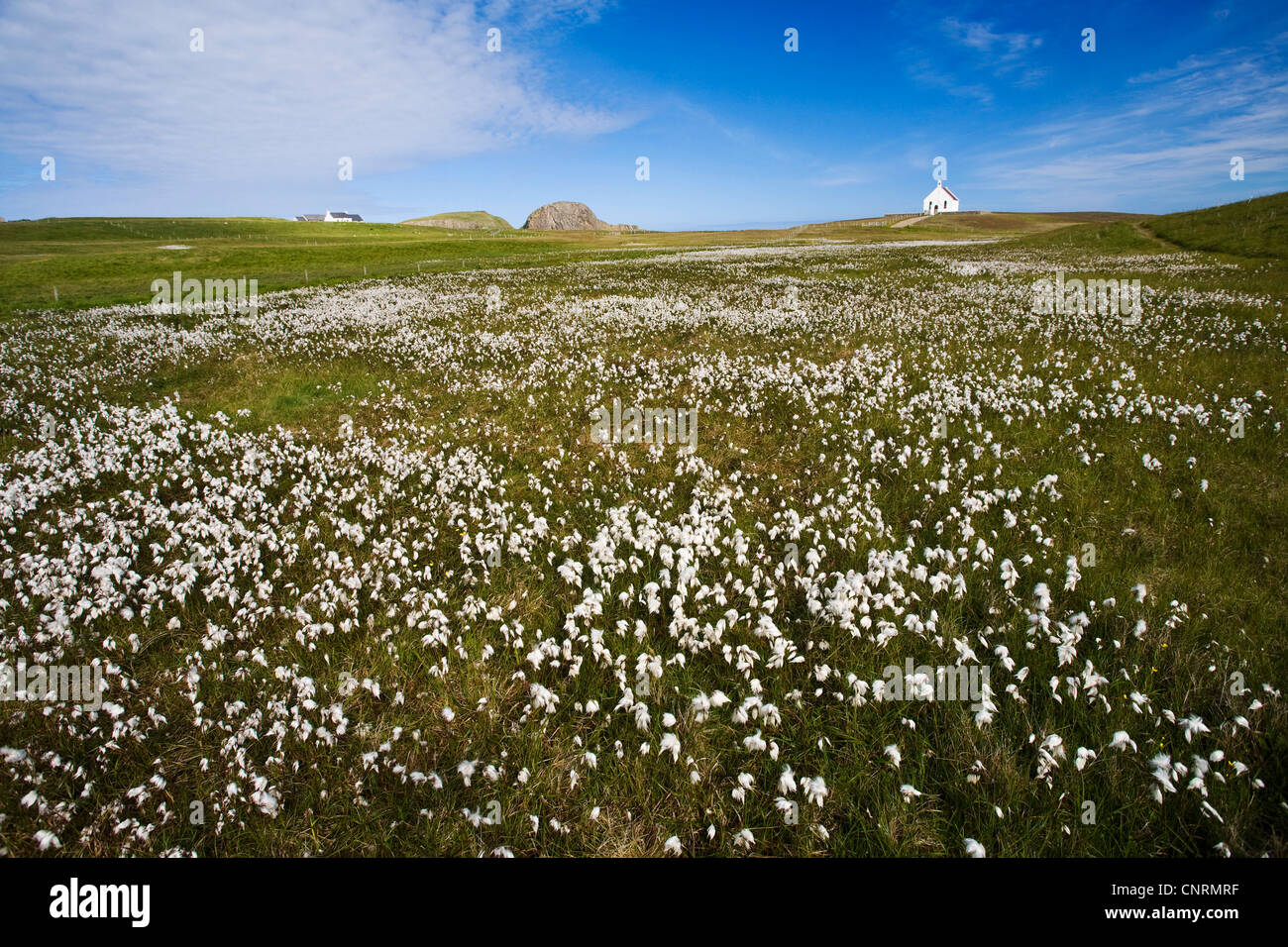 common cottongrass, narrowleaved cottongrass (Eriophorum