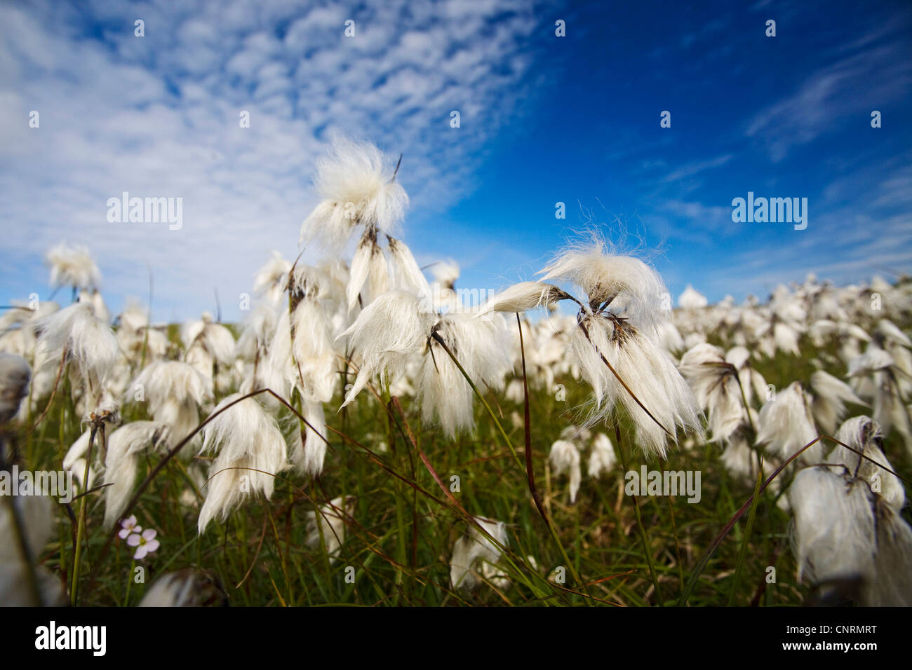common cottongrass, narrowleaved cottongrass (Eriophorum