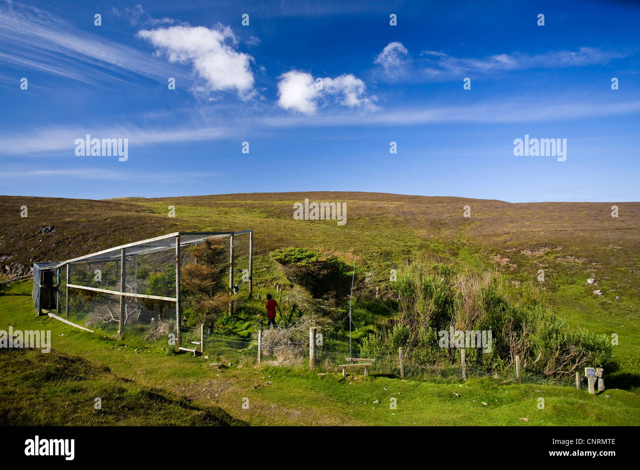 bird trap with planted shrubs for catching sond birds, United Kingdom, Scotland, Shetland Islands, Fair Isle Stock Photo